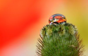 Flowers in water droplet
