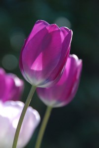 Shine on Tulips